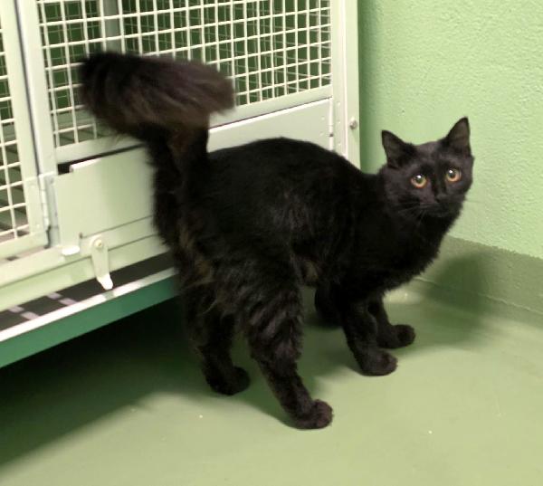 Vilma Bellissima Gattina